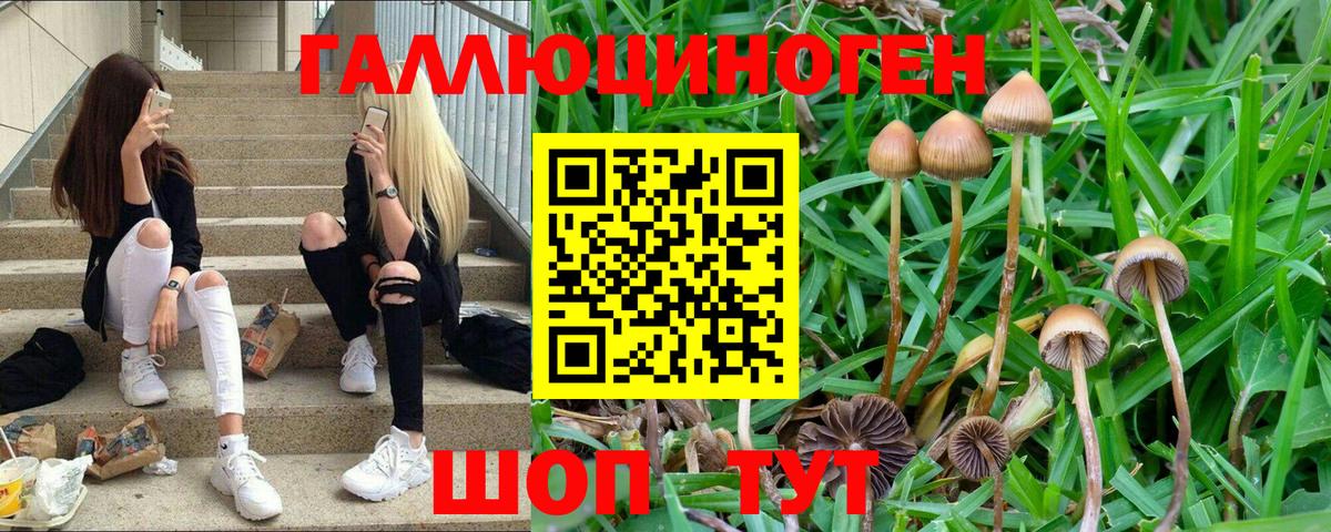 Псилоцибиновые грибы Psilocybe  Вход с VPN  купить наркоту  Асино 